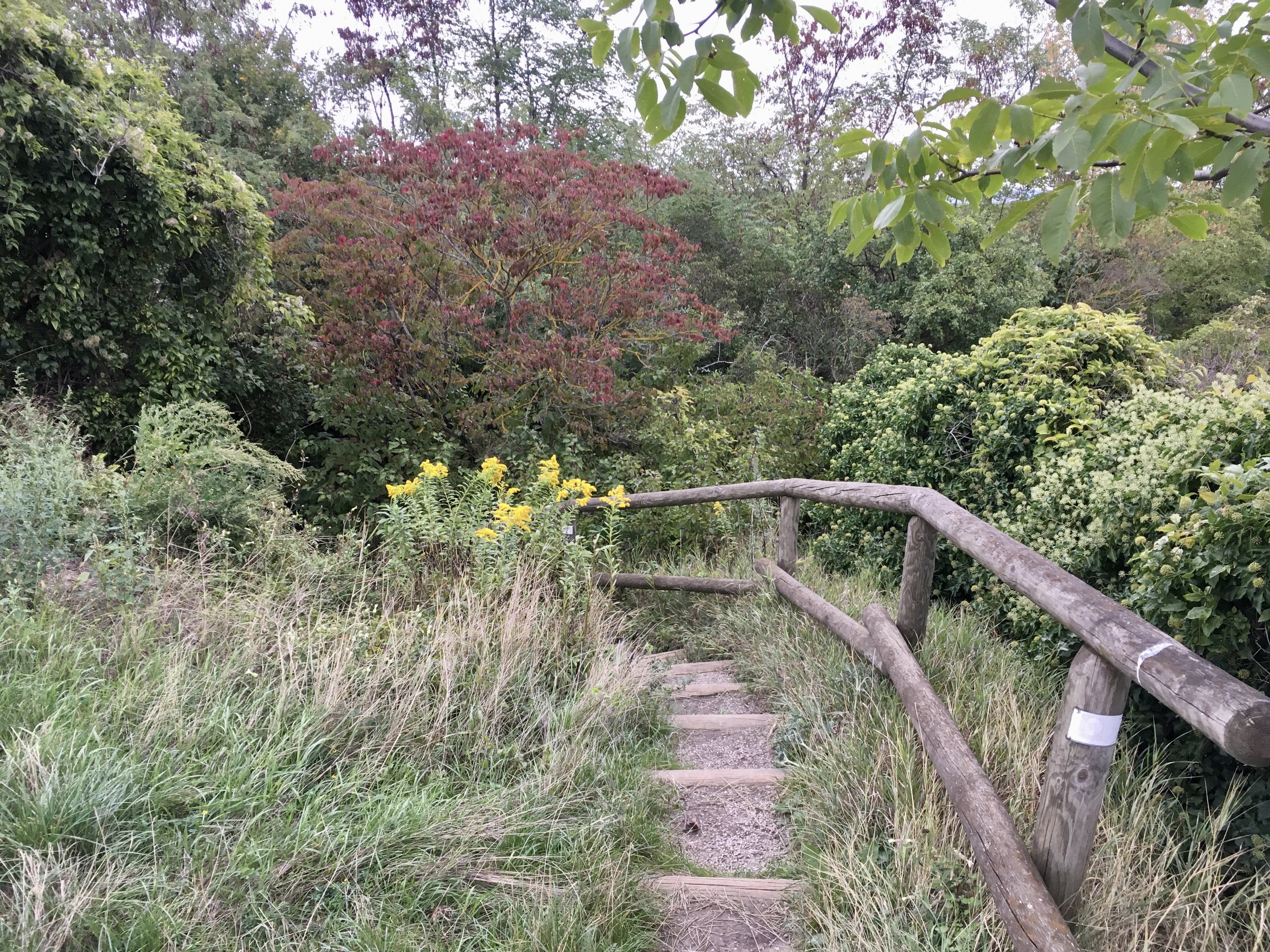 Verborgenes Weglein am Bisamberg. Foto Veronika Schöll