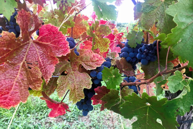 Weinlaub, Bisamberg, Foto Veronika Schöll