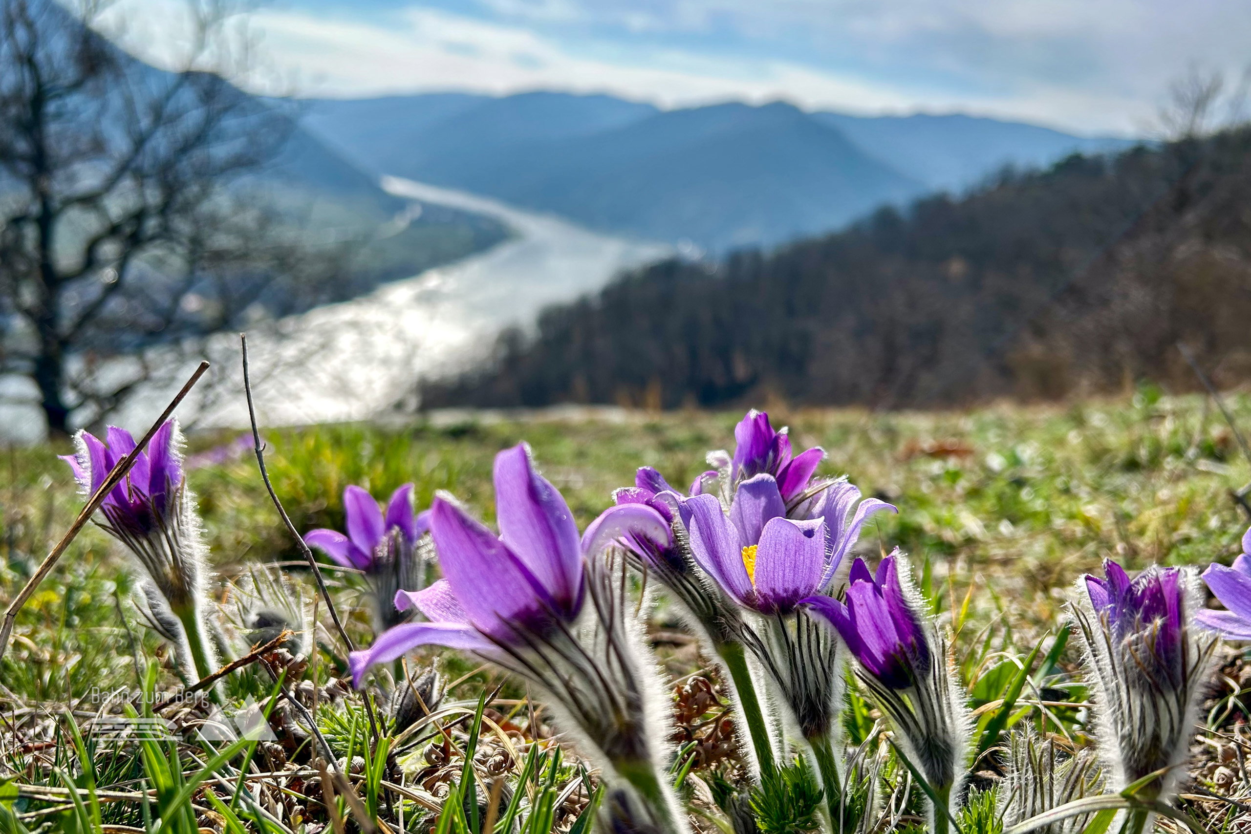 Kuhschellen, Frühling, Stpitz an der Donau, Wachau. Foto Veronika Schöll